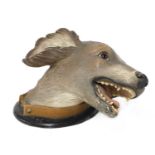 A Finnish terracotta dog's head,