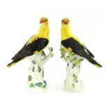 A pair of Meissen porcelain models of golden orioles,