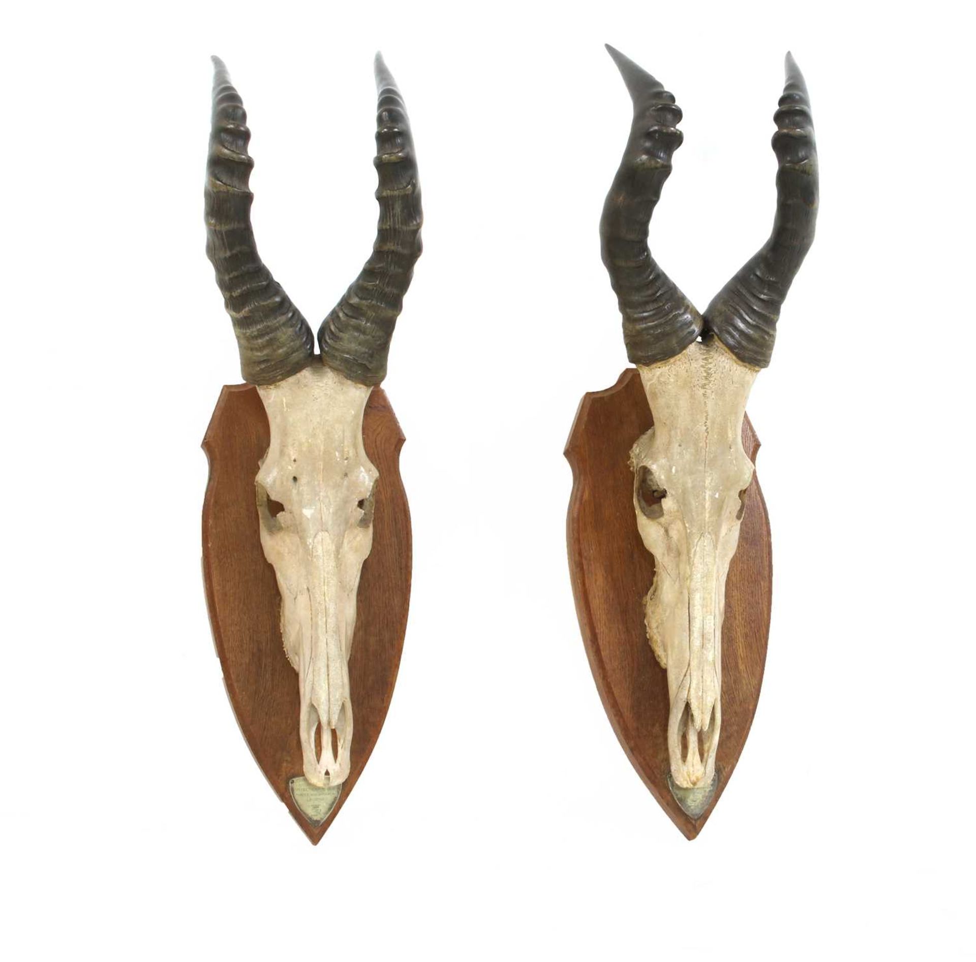 A pair of Jackson's Hartebeest skull trophy mounts,