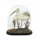 A taxidermy immature egret,