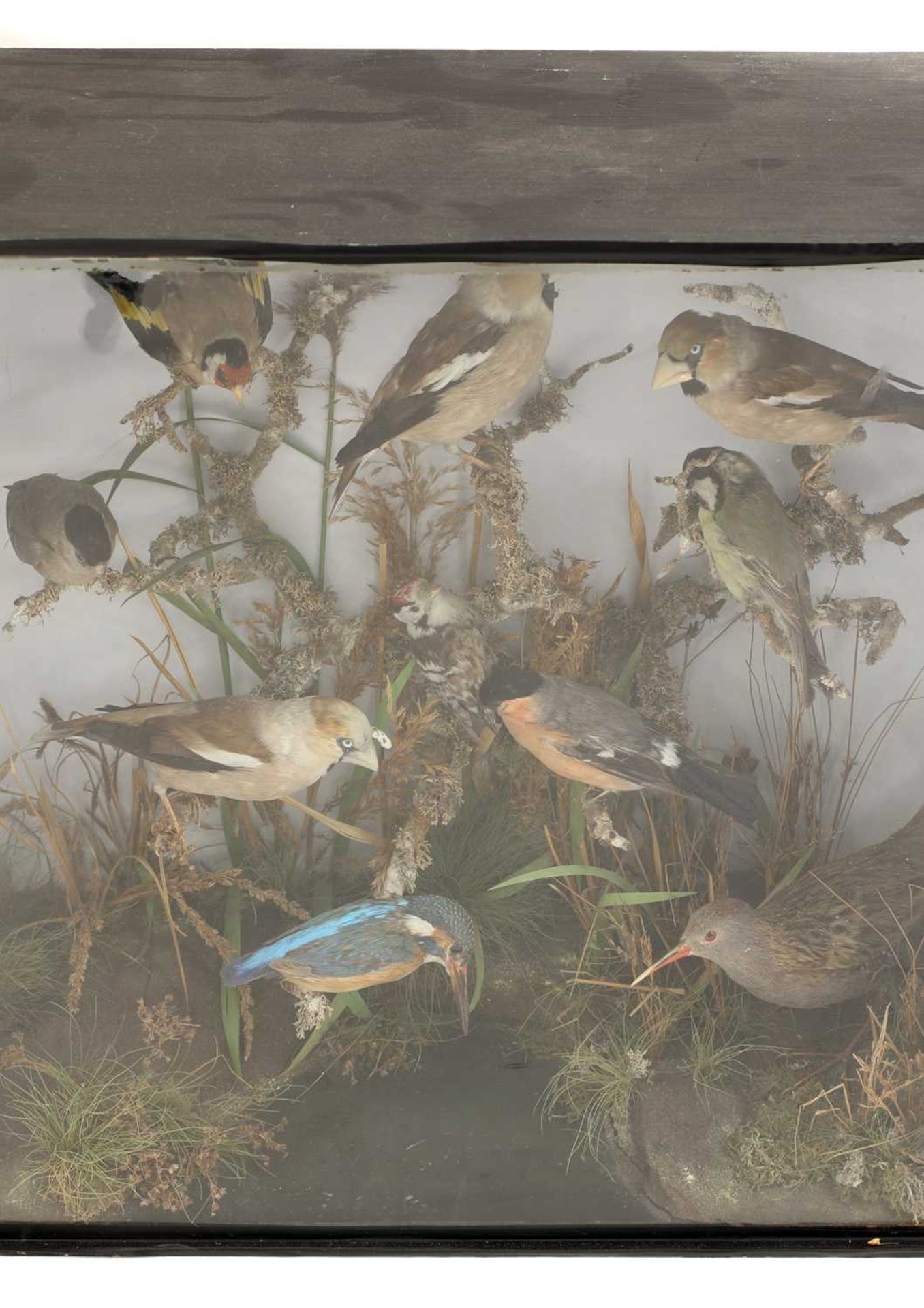 A diorama of ten stuffed and mounted countryside birds, - Bild 2 aus 3