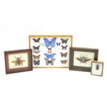 A small collection of taxidermy insects,