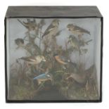 A diorama of ten stuffed and mounted countryside birds,