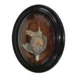 A Continental painted bisque model of a hanging French partridge,