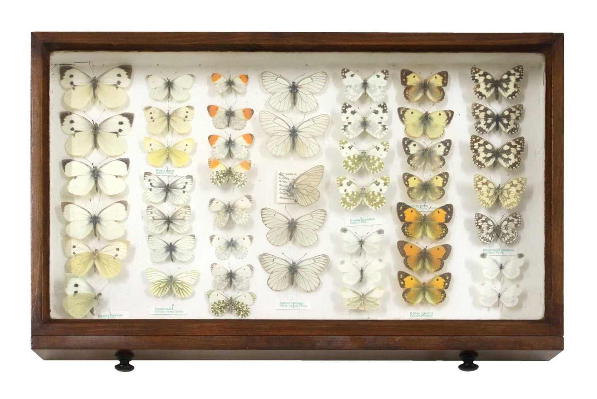A beech collector's cabinet - Bild 6 aus 18