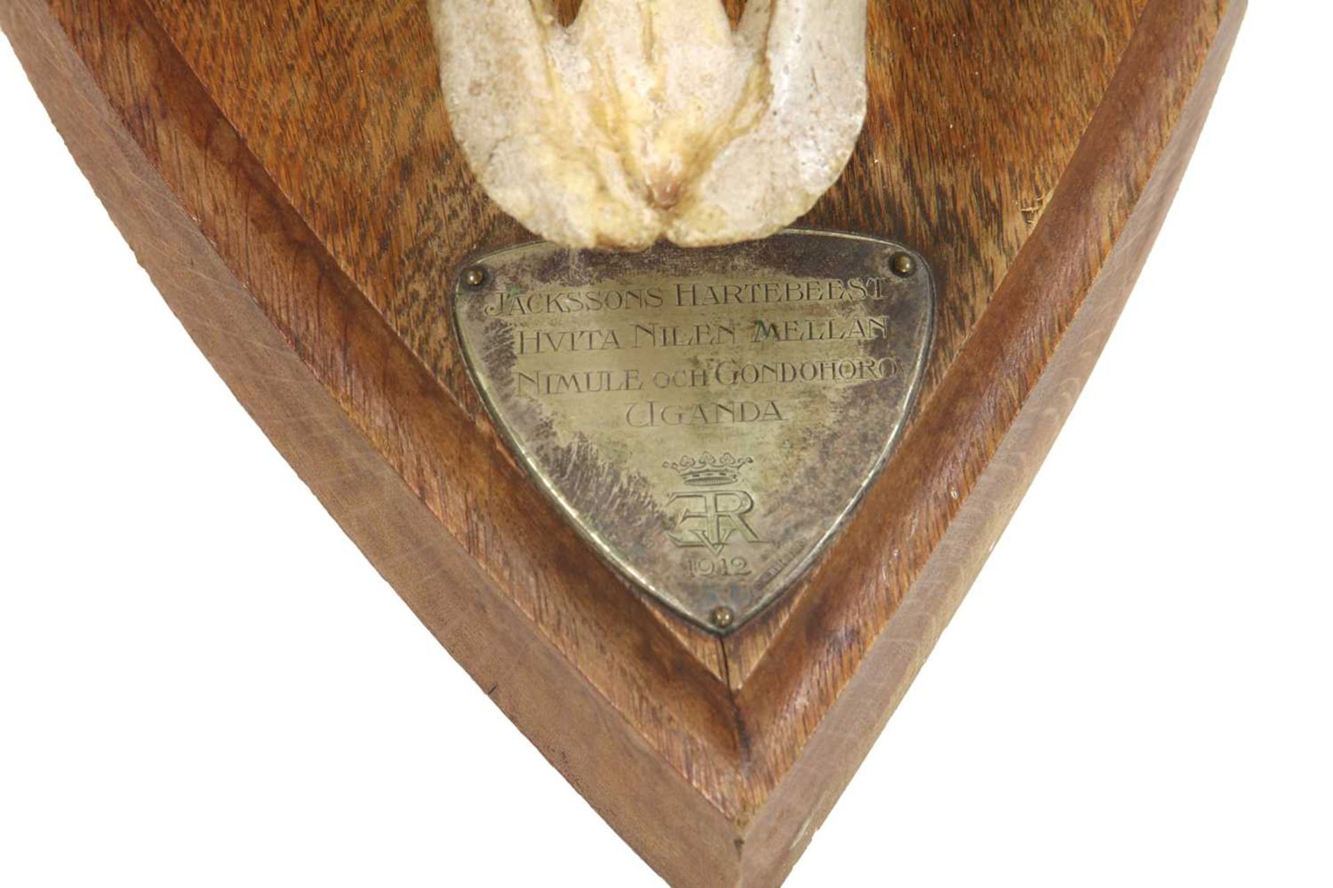 A pair of Jackson's Hartebeest skull trophy mounts, - Image 4 of 4