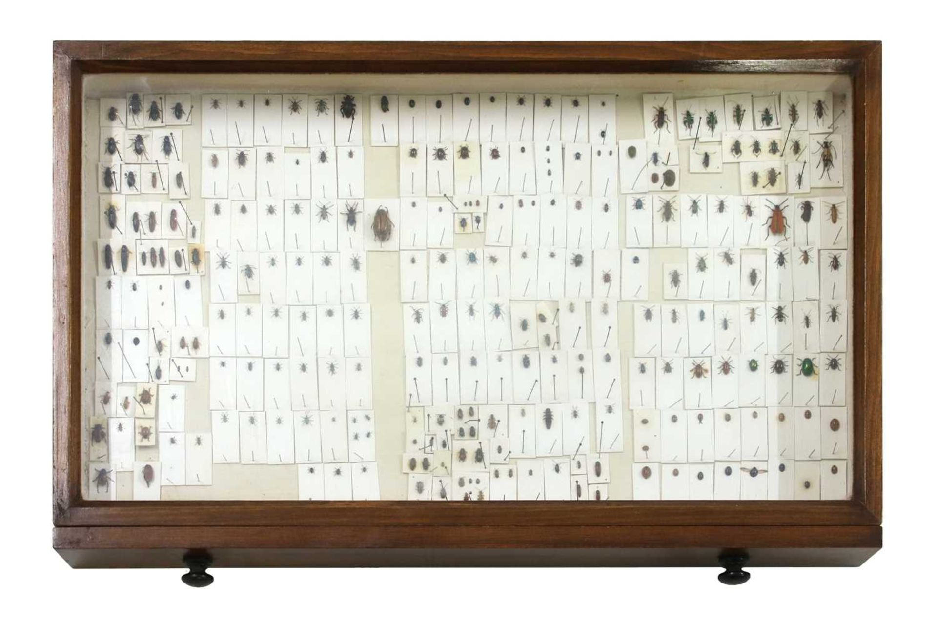 A beech collector's cabinet - Bild 13 aus 18