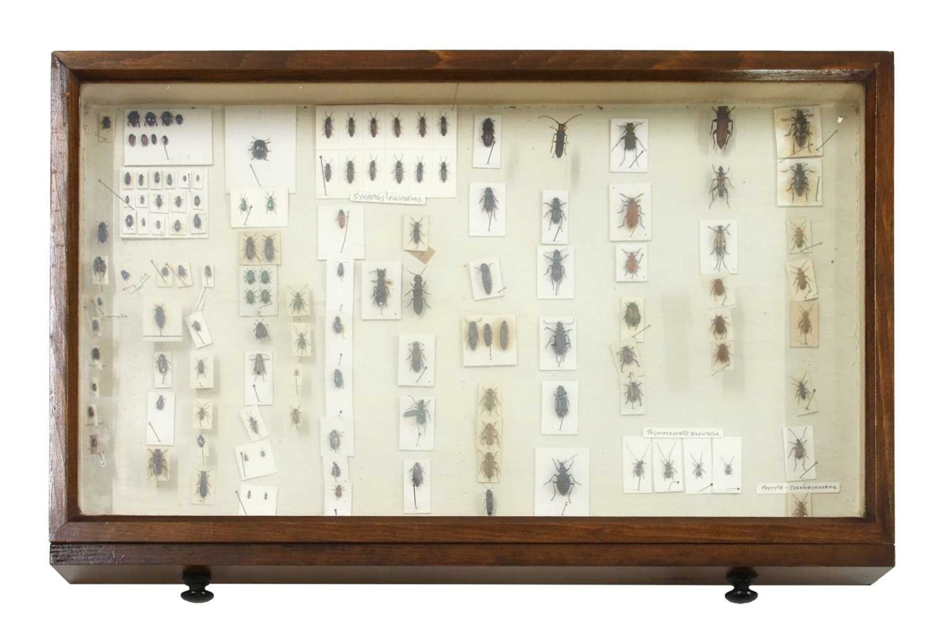 A beech collector's cabinet - Bild 14 aus 18