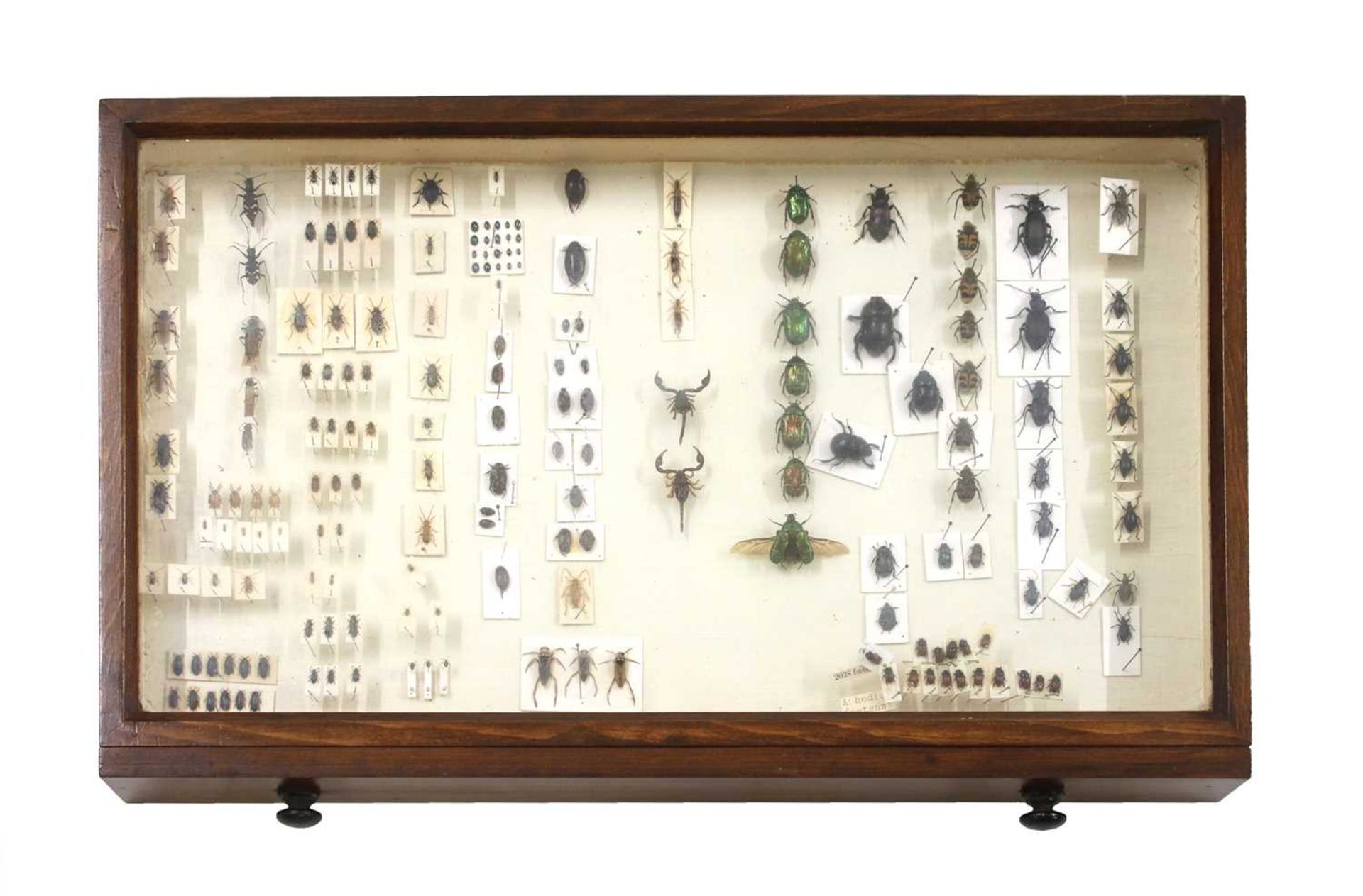 A beech collector's cabinet - Bild 10 aus 18