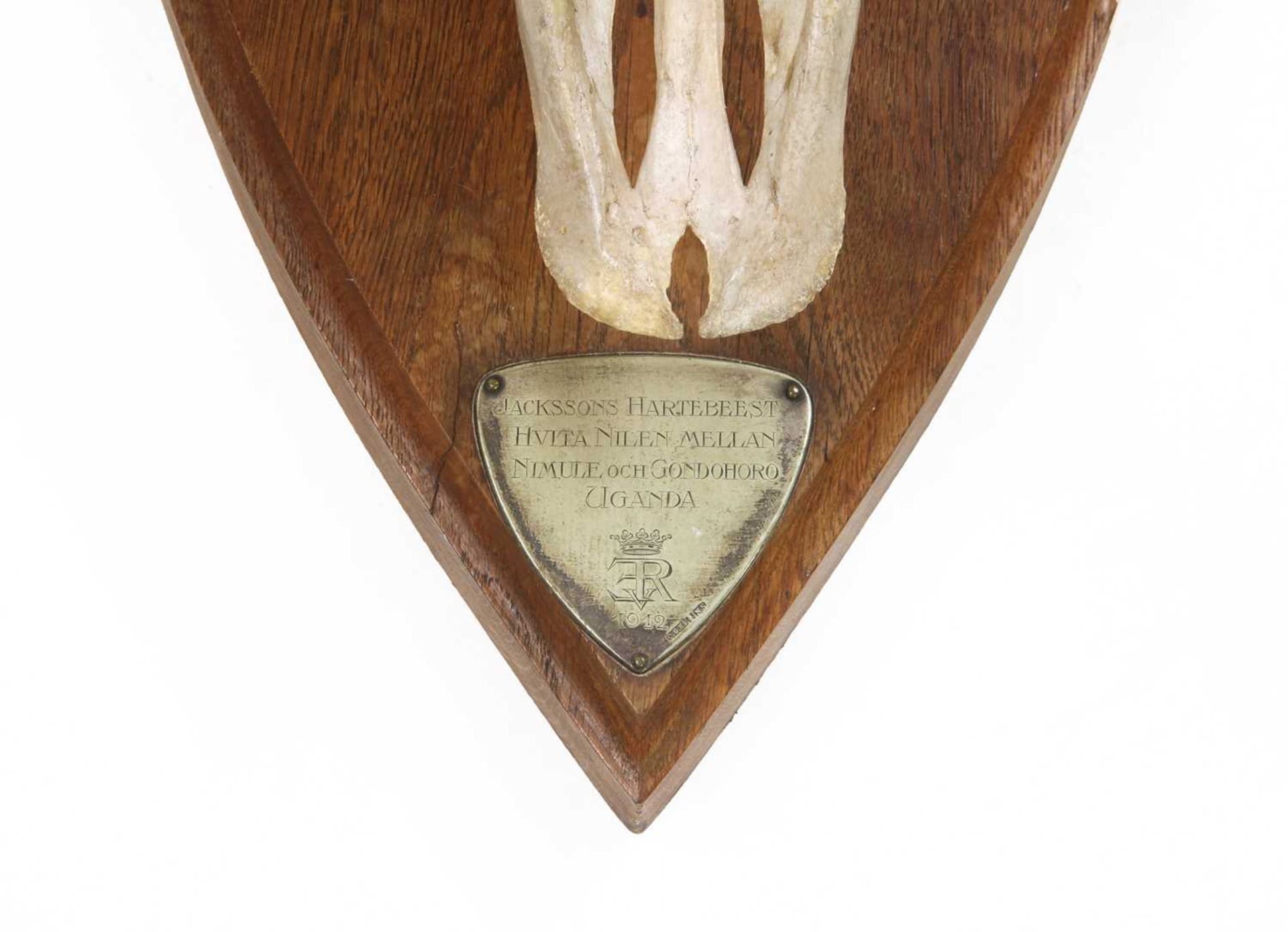 A pair of Jackson's Hartebeest skull trophy mounts, - Image 3 of 4