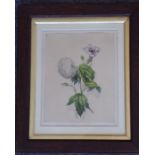 An unsigned 19th century watercolour botanical study, oak-framed and glazed (image size 24.5cm x