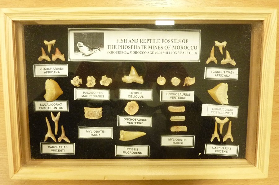 Two small glazed cases containing 45 to 70-million-year-old fish and reptile fossils (each 28.5 - Image 2 of 5
