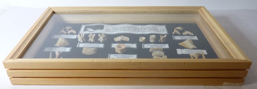 Two small glazed cases containing 45 to 70-million-year-old fish and reptile fossils (each 28.5 - Image 3 of 5