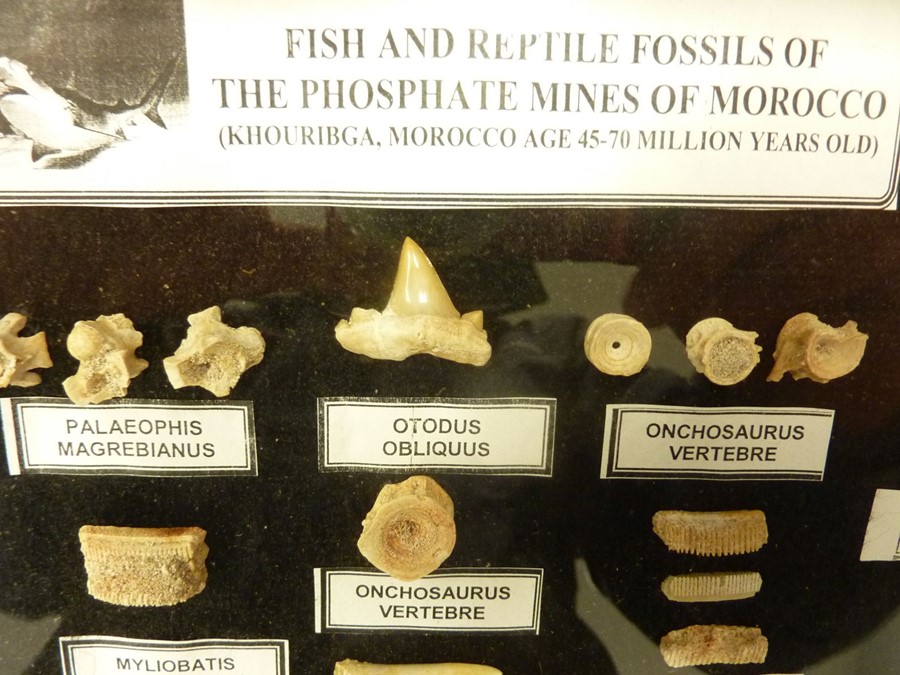 Two small glazed cases containing 45 to 70-million-year-old fish and reptile fossils (each 28.5 - Image 5 of 5