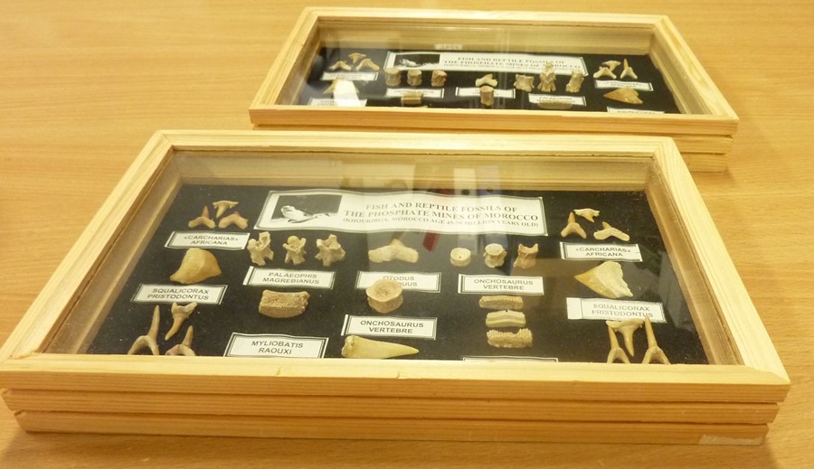 Two small glazed cases containing 45 to 70-million-year-old fish and reptile fossils (each 28.5