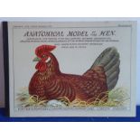 Vinton's Live stock models No.7 Anatomical Model of the Hen