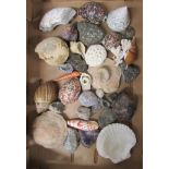 A box of shells and minerals