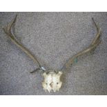 6 POINT ANTLERS ON SKULL Condition Report: 69cm wide and 60cm tall.