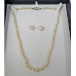 PAIR OF LARGE CULTURED PEARL EARRINGS & CULTURED PEARL NECKLACE IN HAMILTON & INCHES BOX