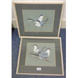 JARVIS LITTLE TERN AND COMMON TERN SIGNED PAIR OF FRAMED WATERCOLOURS