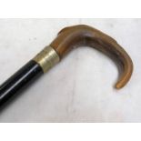 19TH CENTURY SCOTTISH HORN HANDLED WALKING STICK THE SILVER PLATED MOUNT INSCRIBED EVAN MACCOLL