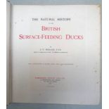 THE NATURAL HISTORY OF THE BRITISH SURFACE - FEEDING DUCKS BY J.G.