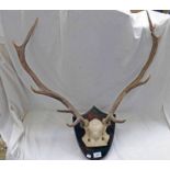 PAIR 9 - POINT STAGS ANTLERS ON OAK SHIELD