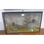 EDWARDIAN TAXIDERMY STUDY OF A PAIR OF EURASION TEAL IN NATURAL SETTING OF FULL GRASSES IN AN