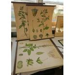 SET OF 4 CHARTS WITH BOTANICAL DECORATION - 71 X 57 CMS Condition Report: Prints.