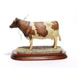 Border Fine Arts 'Ayrshire Cow' (Polled), model No. L74 by Elizabeth MacAllister, limited edition