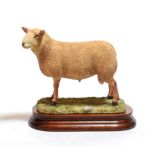 Border Fine Arts 'Charolais Ram', model No. B0774 by Ray Ayres, limited edition 491/750, on wood