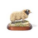 Border Fine Arts Sheep Models Comprising: 'Wrong Side of the Fence', model No. JH100, limited