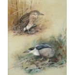 George Edward Lodge (1860-1954) Night Heron Signed, watercolour, 27.5cm by 21.5cm This lot is the