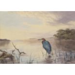 John Cyril Harrison (1898-1985) Goliath Heron, Kenya Signed, watercolour heightened with white, 35cm