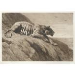 After Herbert Dicksee (1862-1942) Tiger Signed and dated 1900, etching, 52.5cm by 73.5cm