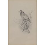 Archibald Thorburn (1860-1935) ''Rook and Jackdaw'' Pencil, 15.5cm by 10cm Provenance: Holland and