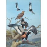 John Cyril Harrison (1898-1985) Bateleur Eagles Signed, watercolour, 50cm by 37cm Artist's Resale