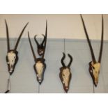 Antlers/Horns: African Hunting Trophies circa 1987-1994, South Africa, three sets of adult Gemsbok