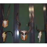Antlers/Horns: African Hunting Trophy Horns, circa 1989, Cape Greater Kudu adult male horns on cut