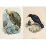 After John Gould FRS (1804-1881) A group of seven ornithological studies from John Gould's ''Birds
