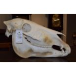 Skulls/Anatomy: Burchell's Zebra Skull (Equus quagga), modern, complete bleached skull, 51cm by 27cm