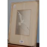 Gwen Frostic (20th century) Albatross, pencil signed to mount, linocut, framed and glazed