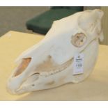 Skulls/Anatomy: Burchell's Zebra Skull (Equus quagga), modern, complete bleached skull, 49cm by 25cm