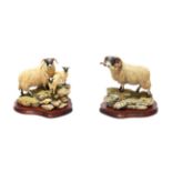 Border Fine Arts 'A Ewe and a Pair', model No. B0238, limited edition 511/1750 and 'Blackie Tup',