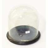 A Victorian glass dome