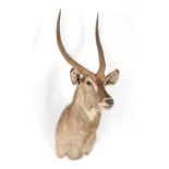 Taxidermy: Ellipsen Waterbuck (Kobus ellipsiprymnus), modern, South Africa, Rowland Ward Record