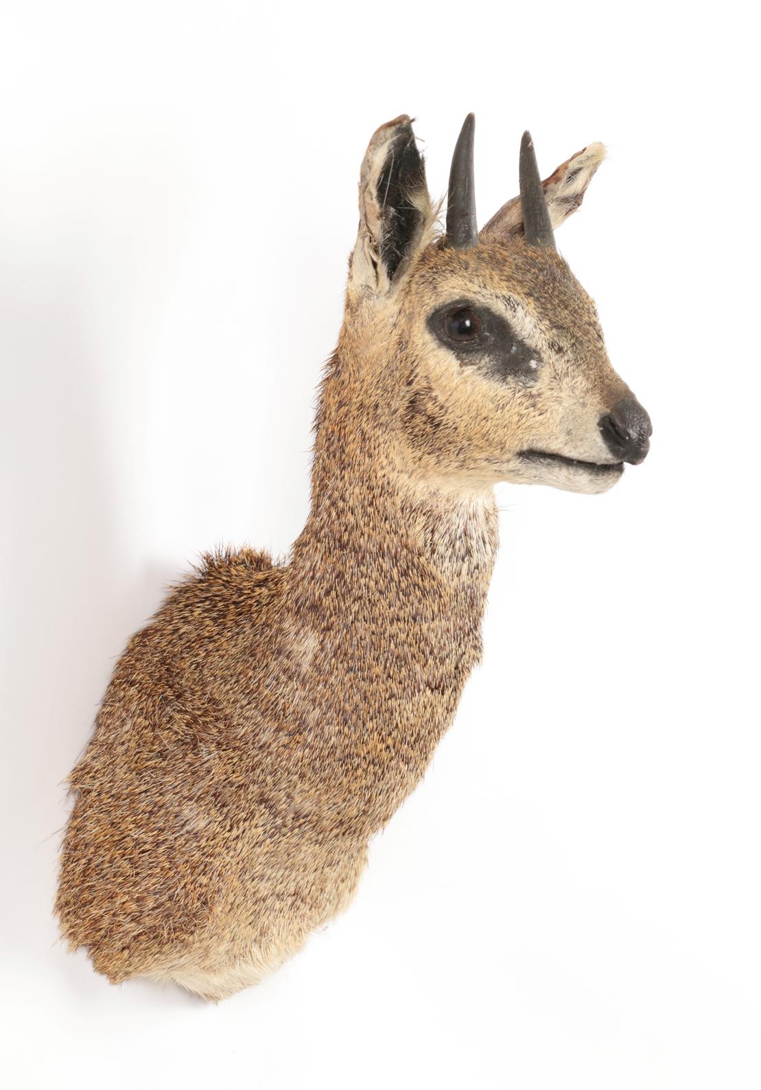 Taxidermy: Cape Klipspringer (Oreotragus oreotragus), modern, South Africa, high quality adult - Image 2 of 2