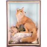 Taxidermy: European Red Fox Diorama (Vulpes vulpes), by James Hutchings, of Aberystwyth, a full