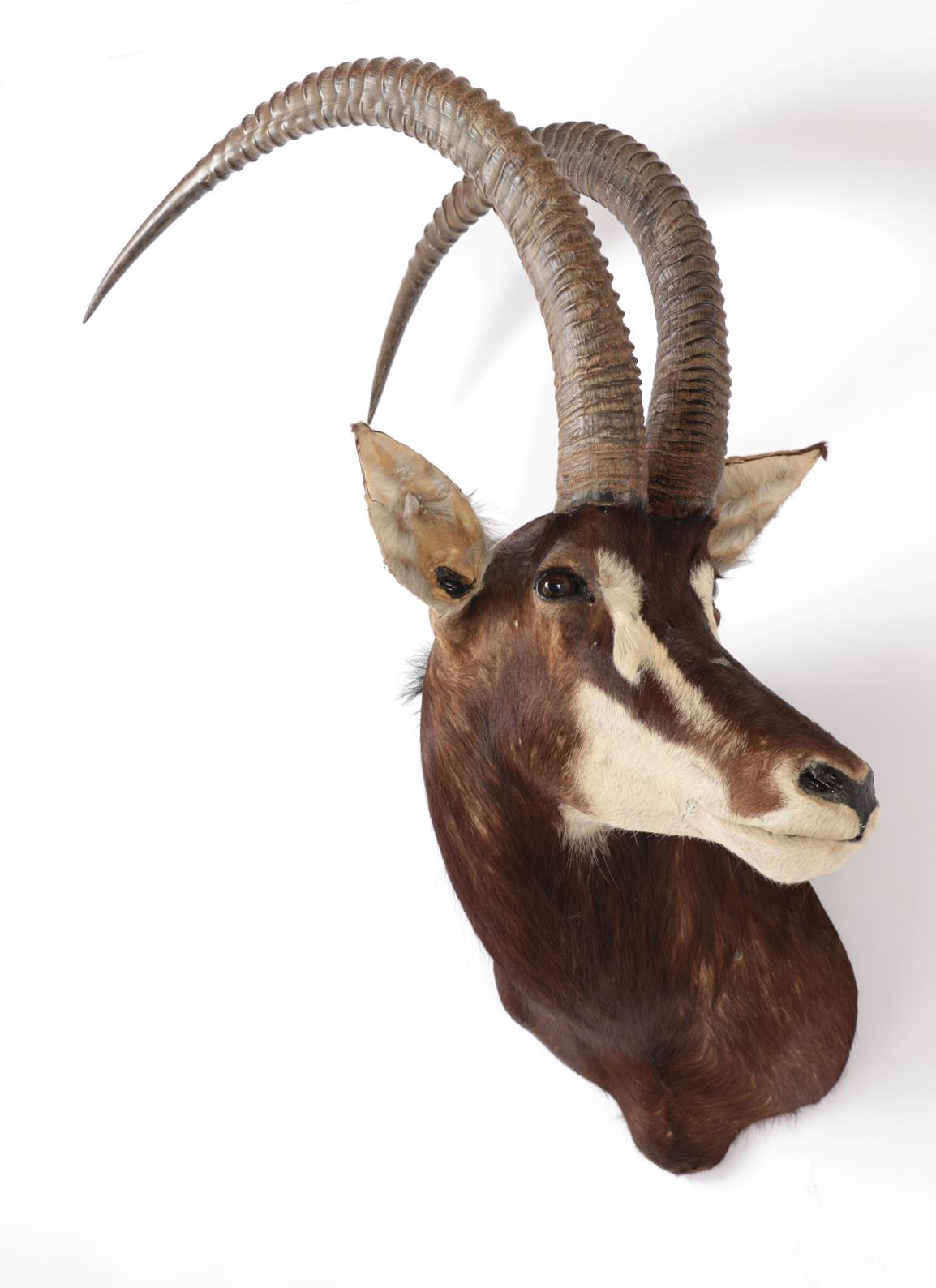 Taxidermy: Southern Sable Antelope (Hippotragus niger niger), circa late 20th century, Rowland - Image 2 of 2