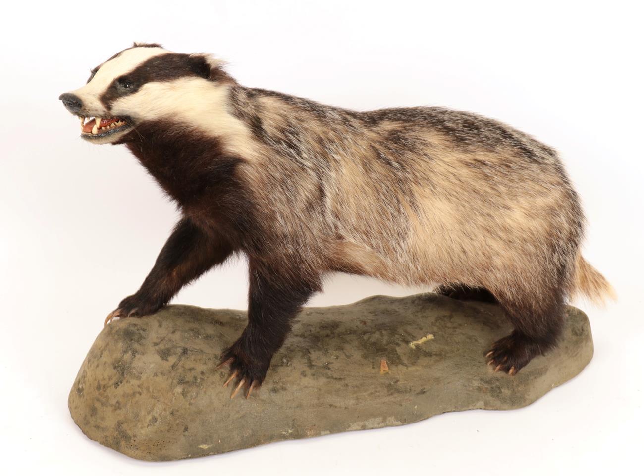 Taxidermy: European Badger (meles meles), circa late 20th century, high quality full mount,